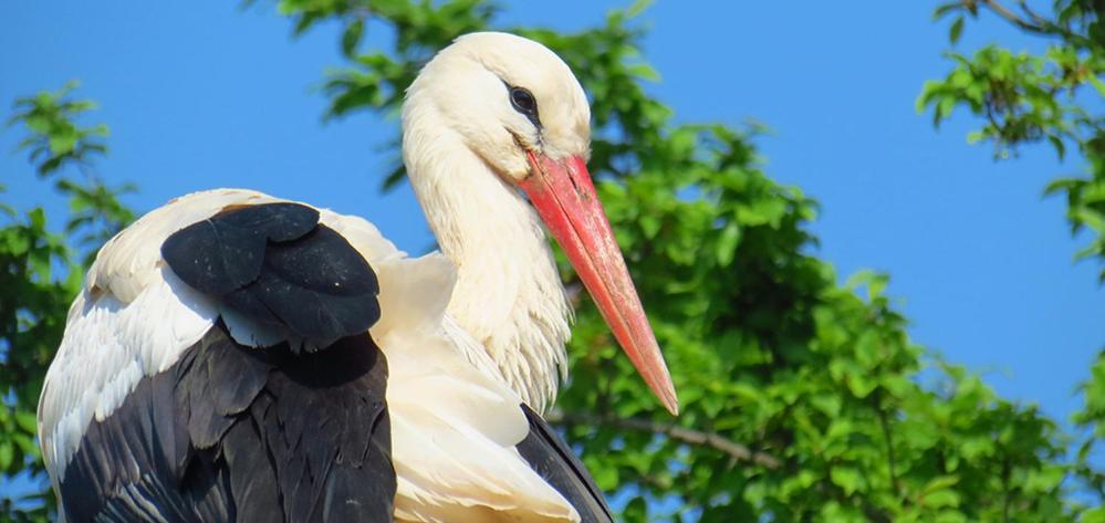 Gite Du Sabotier Muttersholtz Dış mekan fotoğraf